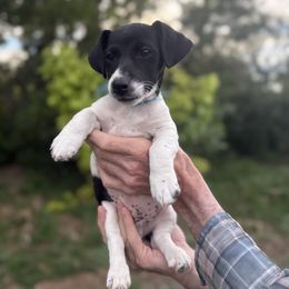 Copyu - White and black male Russell Terrier puppy in Great Falls, Montana from VS Golden Fields