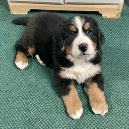 Bernese Mountain Dog Puppies from Willow Tree Berners