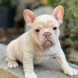 Chloe - Cream female French Bulldog puppy in Hardy, Arkansas from Caring Hearts Kennel