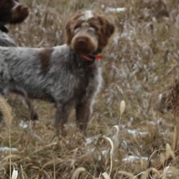 Zoe - Wirehaired Pointing Griffon