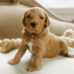 Peter - Red  male Goldendoodle puppy in Hiddenite, North Carolina from Rose and Reid Doodles