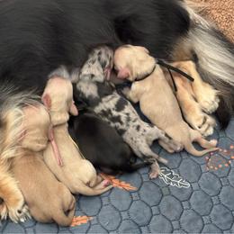 Apple - Cream female Dachshund puppy in Murrieta, California from Dash of Love