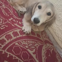 Bear - Dachshund