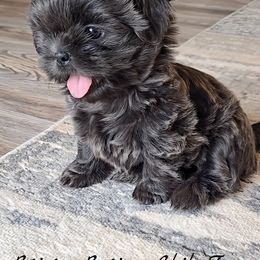 Shih Tzu Puppies from Beirin Breige Shih Tzus