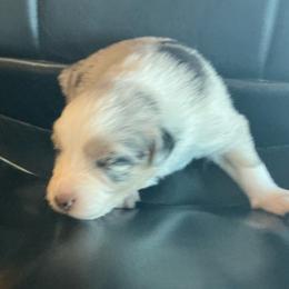 Jade - Blue merle female Australian Shepherd puppy in Brownfield, Maine from Misty Feather Aussies