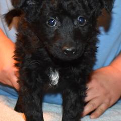 Theia - Black female Mudi puppy in Benson, Arizona from Twisted Acres Border Collies and Mudi
