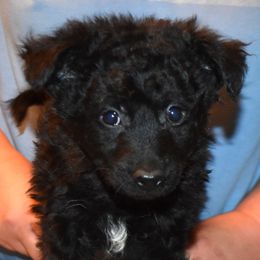 Theia - Black female Mudi puppy in Benson, Arizona from Twisted Acres Border Collies and Mudi