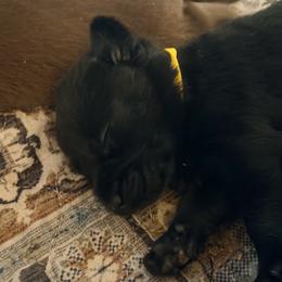 Yellow - Black female Labrador Retriever puppy in Millville, New Jersey from Creekside Canines