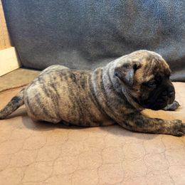 Bullmastiff puppies from Jenkins Family Bullmastiffs
