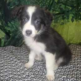Jett - Tri-color female Border Collie puppy in Fenton, Michigan from Darrowby Border Collies
