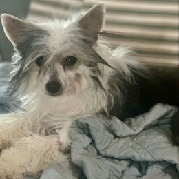 Laya - Chinese Crested