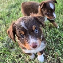 Bonnie - Red tri female Toy Australian Shepherd puppy in Forney, Texas from Texas Talent Toy Aussie's and Labs