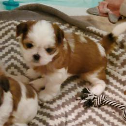 Shih Tzu Puppies from Trinity Shihtzu's So Calif