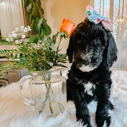 Phoebe - Black and white female Sheepadoodle puppy in Republic, Missouri from DOOD & Co