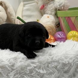 Green - Black female Labrador Retriever puppy in Heath Springs, South Carolina from Rich Hill Retrievers