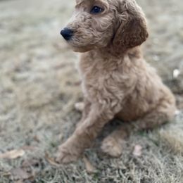 Goldendoodle Puppies from Golden Cuddle Pups
