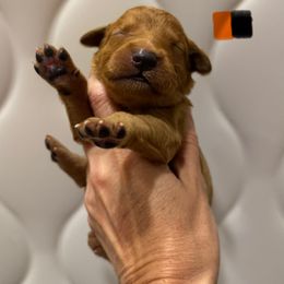 Orange Black Collar - Dark golden male Golden Retriever puppy in Turtlepoint, Pennsylvania from Allegheny River Retrievers