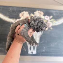 Witt - Blue male Chinese Shar-Pei puppy in Lehigh Acres, Florida from Florida Wrinkles