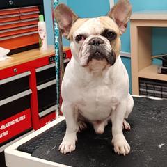 French Bulldog All Grown Up from Groomingdales