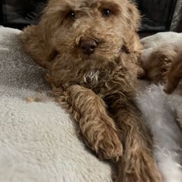 Penny - Red  female Goldendoodle puppy in Yellville, Arkansas from Ozark Mountain Doodles & Pugs