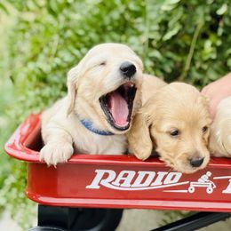 Dachshund Puppies from Lala’s Pups