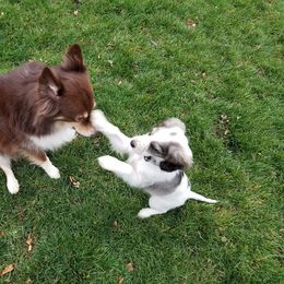 Companion Cross Puppies from Mandala Dogs