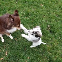 Companion Cross Puppies from Mandala Dogs