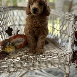 GingerSnap - Red  female Poodle puppy in Dayton, Texas from Wolfe Island Poodles