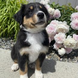 Australian Shepherd Puppies from Rocky Mountain Aussies
