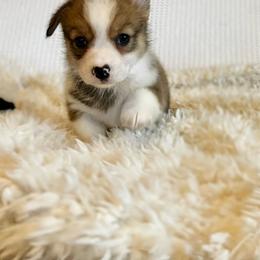 Bear - Pembroke Welsh Corgi puppy in Inola, Oklahoma from Pine Lane Pembrokes