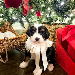 Chip - Tri-color male Bernedoodle puppy in Russell Springs, Kentucky from 270 Doodles