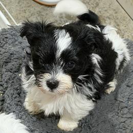 Black Collar - Parti Boy - Black & tan tri-color male Morkie puppy in Athens, Alabama from McCormack Morkies