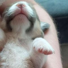 Hazel - Red female Pembroke Welsh Corgi puppy in Michigan from Metzger Homestead