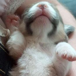 Hazel - Red female Pembroke Welsh Corgi puppy in Michigan from Metzger Homestead