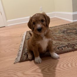 Goldendoodle Puppies from Ankeny Doodles