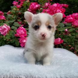 American Corgi and Pembroke Welsh Corgi Puppies from Whimsical Treasure Corgis
