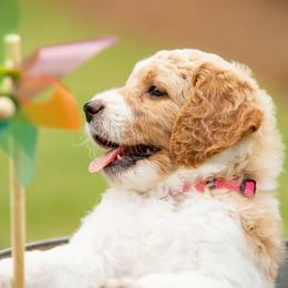 Goldendoodle Puppies from Ellie's Goldendoodles