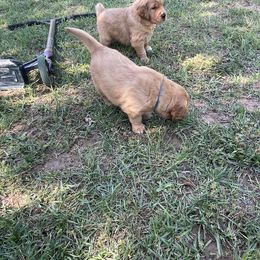 Golden Retriever and Labrador Retriever Puppies from All Around Retrievers