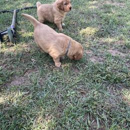 Golden Retriever and Labrador Retriever Puppies from All Around Retrievers