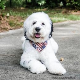 Mando - Australian Labradoodle