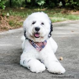 Mando - Australian Labradoodle