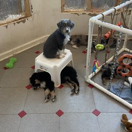 Australian Shepherd Puppies from BarberHof’s  Australian Shepherds