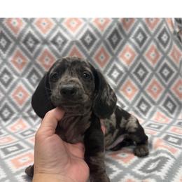 BOY 1 - Dapple male Dachshund puppy in Hoover, Alabama from Tide Town Doxies