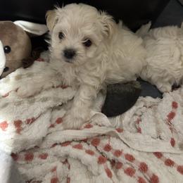 Tinkerbell - Cream female Maltipoo puppy in Crosby, Texas from Painted Rose Poodles and Doodles
