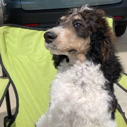 Boy 1 black collar - Cream Poodle puppy in Salisbury, North Carolina from Majestic’s Poodles