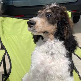 Boy 1 black collar - Cream Poodle puppy in Salisbury, North Carolina from Majestic’s Poodles