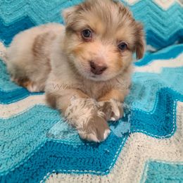 Australian Shepherd Puppies from Whitfarm Aussies
