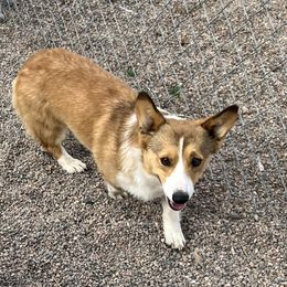 Arthur - Pembroke Welsh Corgi