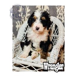 Wrangler - Tri-color male Bernedoodle puppy in Belleville, Michigan from Moose Tracks Bernedoodles