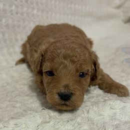 Pekingese and Poodle Puppies from Dogs lovers
